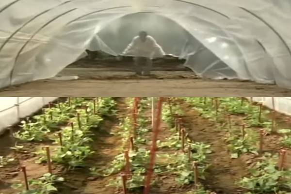सरदा खरबूजा : गर्मी से कैसे करें बचाव