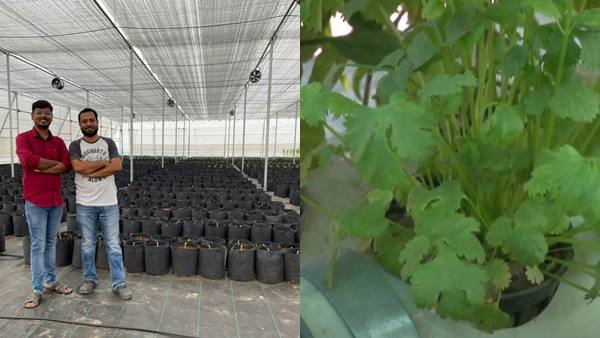 hydroponics hydroponics