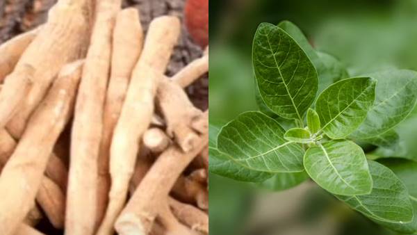 कैशकॉर्प के रूप में भी पॉपुलर है अश्वगंधा