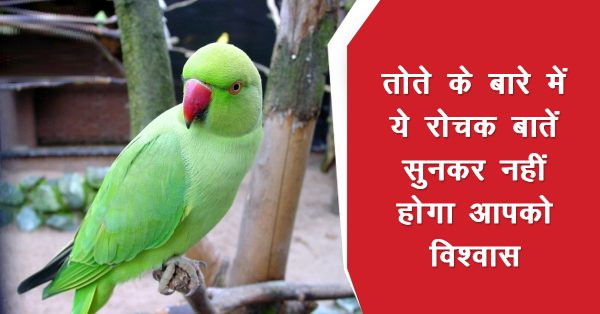 इंसानों की नकल कर लेते हैं