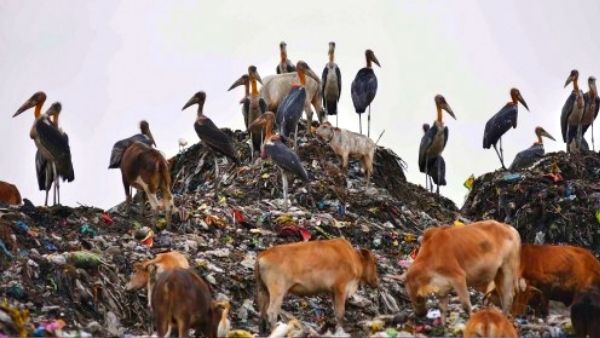 जल्द दूर होगा प्लास्टिक संकट