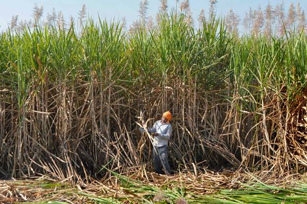 यूपी में 35 लाख किसान करते हैं गन्ने की खेती