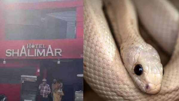 खाने के कवर में थी सांप की कुचेली