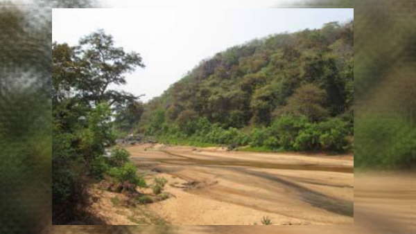 लोककथाओं में आता है सोने के पेड़ का ज़िक्र