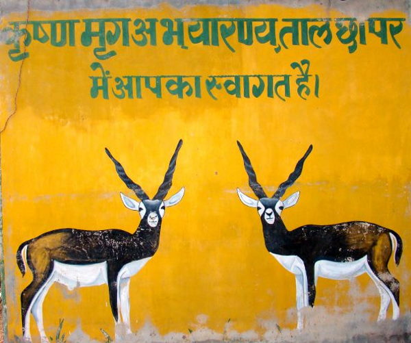 कृष्ण मृग अभयारण चूरू तालछापर