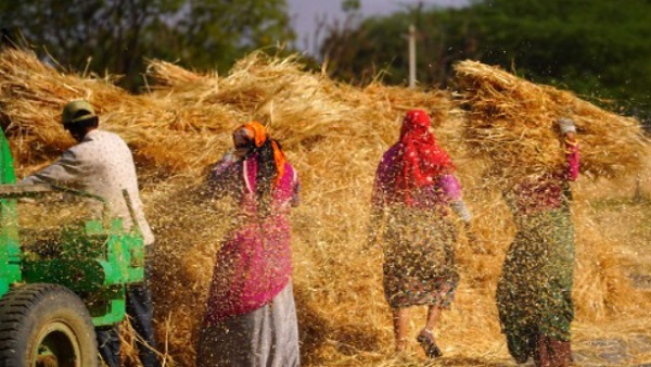 दाल का कैसा होगा उत्पादन