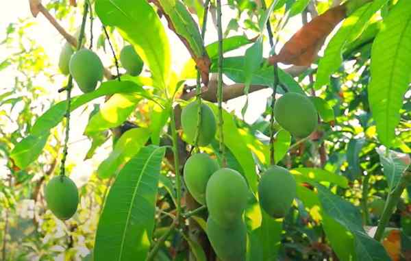 भरपूर मात्रा में उपजते हैं आम