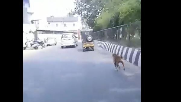 आगरा में बेजुबान का परिवार से गहरा रिश्ता