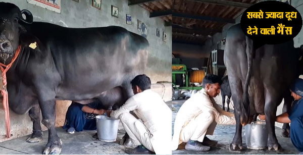 आज वर्ल्ड मिल्क डे पर विशेष