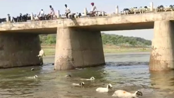 ड़ों को नदी के पानी में ले जाते तो ये जाती नहीं