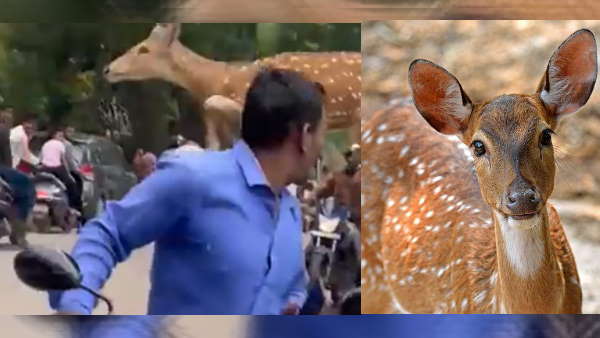 chital chital