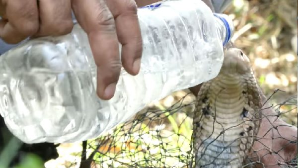72 लाख से ज्यादा बार देखा जा चुका यह वीडियो
