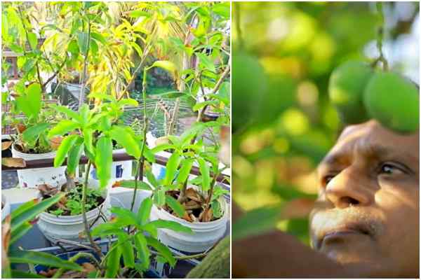 पौधों की कीमत 5000 रुपये तक, बच्चों की तरह देखभाल