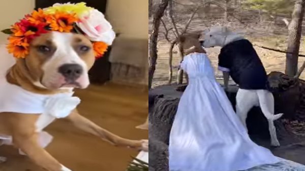 Dogs Marriage Dogs Marriage