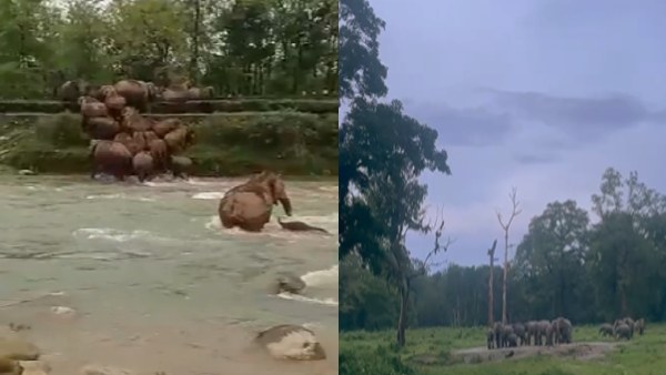 वन अधिकारी ने शेयर किया वीडियो