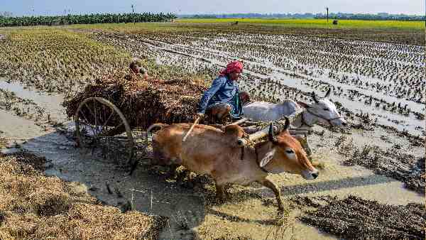 In Gujarat, Mukhyamantri Kisan Sahay Yojana is proving to be a boon for the farmers. So far more than 53 lakh food donors have got its benefit In Gujarat, Mukhyamantri Kisan Sahay Yojana is proving to be a boon for the farmers. So far more than 53 lakh food donors have got its benefit