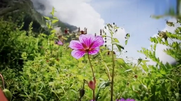 रंग-बिरंगी तितलियां, चिड़ियां, वन्यजीव