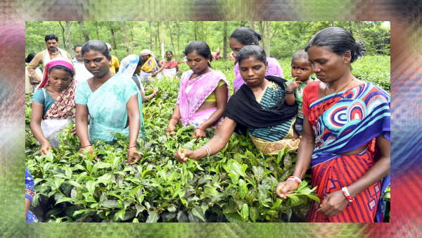 चाय के बागान बने पर्यटन का केंद्र