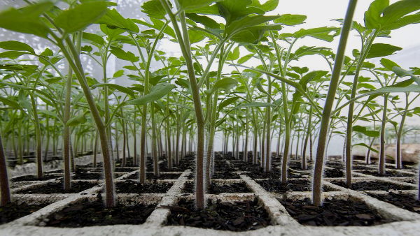 agriculture agriculture