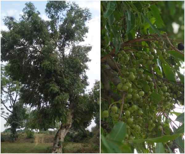 8 लाख पेड़ लगाने का टार्गेट