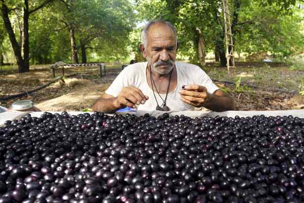 बारिश में पकता है जामुन, लेकिन...