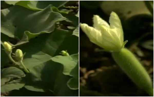 लौकी के लिए खाद