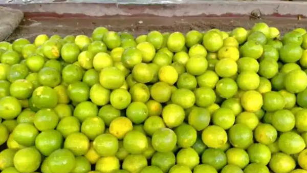 कैसे करें नींबू की रोपाई