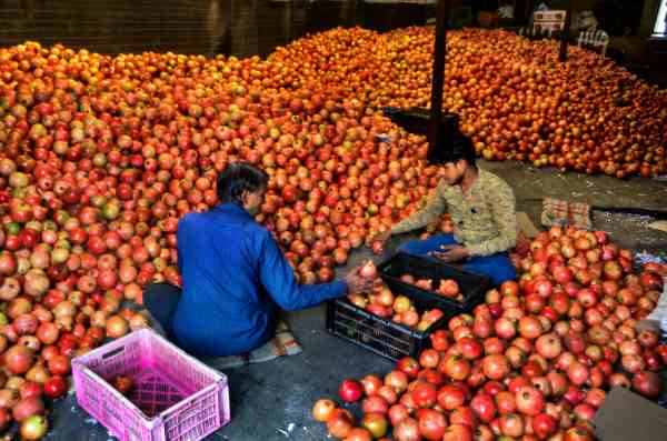 कम सिंचाई में उपजता है अनार