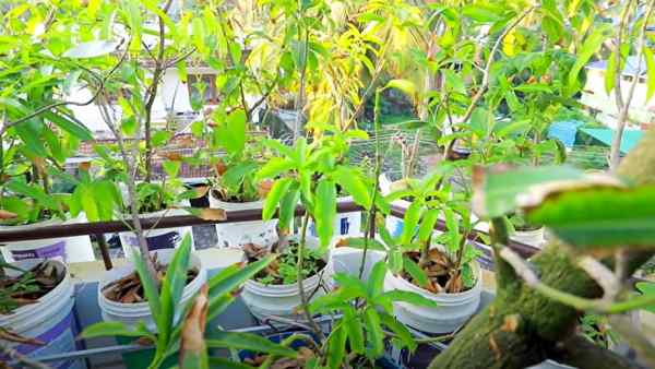 22 साल पहले मिला पहला पौधा