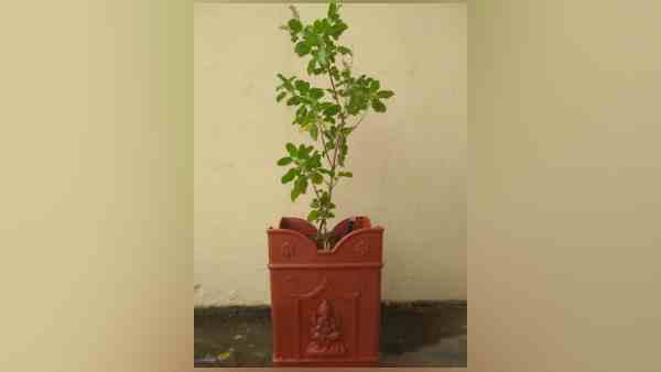 tulsi dal benefits tulsi dal benefits