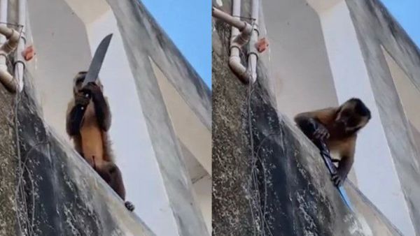 एक सप्ताह से चाकू लेकर घूम रहा बंदर