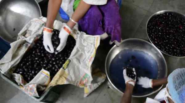 50 साल तक मिलते हैं फल