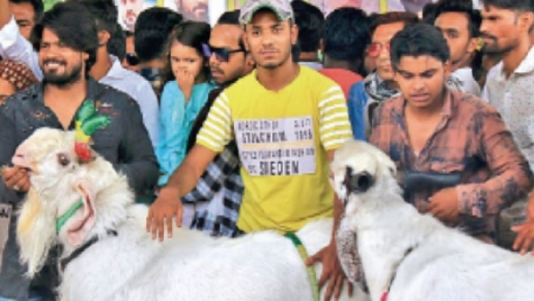 बकरा खरीदने के लिए हर साल खर्च करते हैं 8 से 10 लाख रुपए