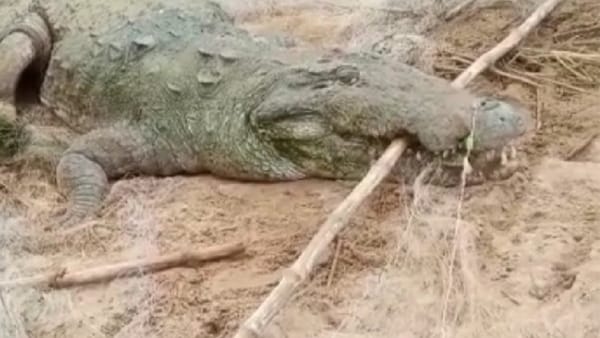 लीसबर्ग पुलिस ने ट्वीट कर बताया