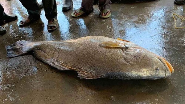 55 किलो की मछली