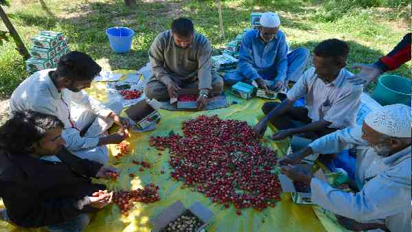 Haryana government has opened the treasury of the state to encourage farmers towards fruit cultivation and is giving more than 50 percent subsidy Haryana government has opened the treasury of the state to encourage farmers towards fruit cultivation and is giving more than 50 percent subsidy