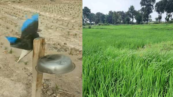 यूपी में 30 फीसदी गिर सकता है धान का उत्पादन