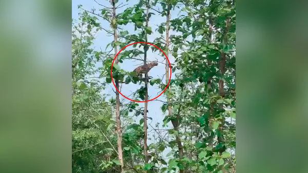 छलांग लगाने में माहिर होता है तेंदुआ