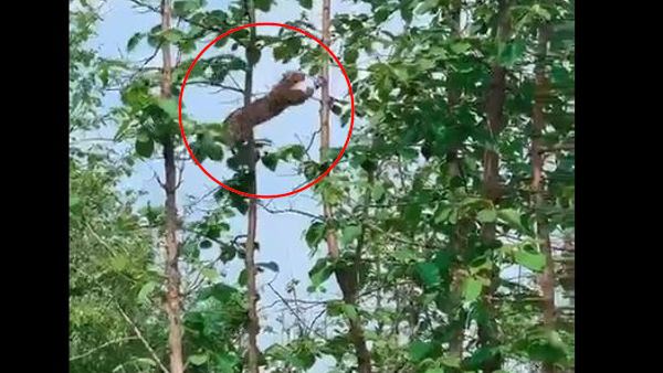 एक पेड़ से दूसरे पेड़ पर लगाई छलांग