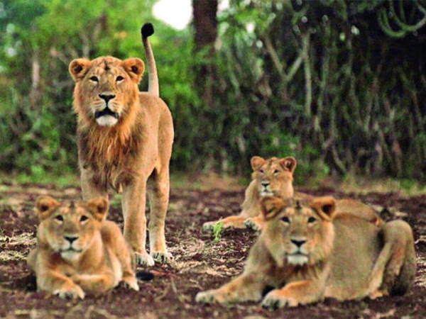 worlds largest zoo to be built in jamnagar, but A petition in gujarat high court to stop it worlds largest zoo to be built in jamnagar, but A petition in gujarat high court to stop it