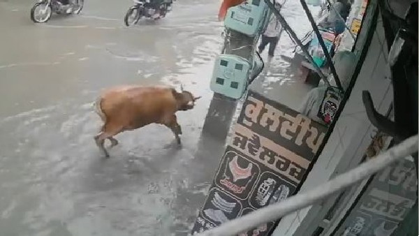 पंजाब के मानसा जिले की घटना