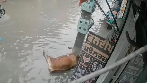 टहलती हुई गाय आई करंट की चपेट में