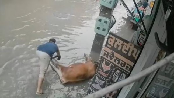 युवक की दिलेरी से बची गाय की जान