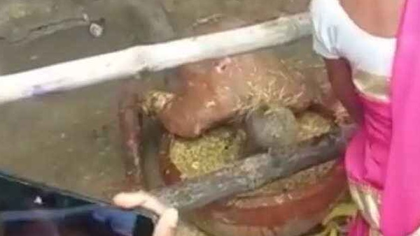 पशुओं की तरह भूसा खाने लगता है शख्स