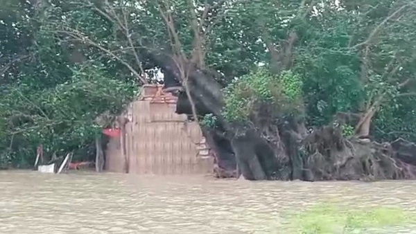 बाढ़ में धरासायी हुआ पेड़, सांप निकलकर इधर-उधर गए