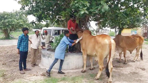 कम से कम एक साल तक दूध उत्पादन प्रभावित