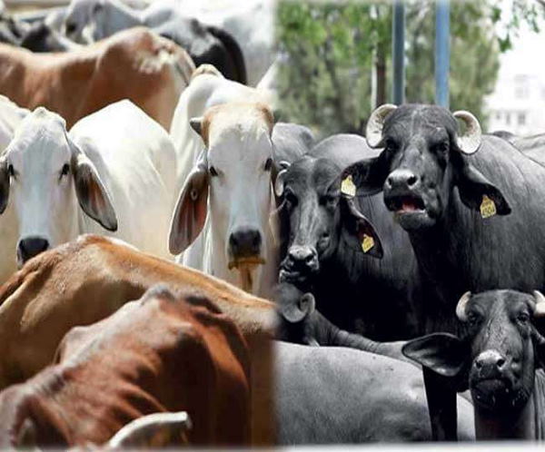 वैक्सीनेशन के बावजूद प्रकोप बढ़ रहा