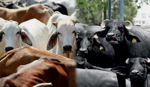 एक चरावाहे की 100 गायों ने दम तोड़ा