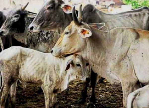 पशु पालकों को हर रोज करोड़ों रुपये का नुकसान