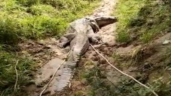 मगरमच्छ की जानकारी मिलते ही वन विभाग का अमला मौके पर पहुंचा